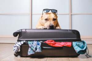 Dog Friendly Vacation Rentals in Northern Virginia 