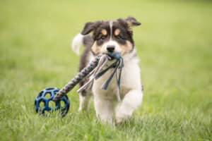 Puppy Obedience Training in Northern Virginia 