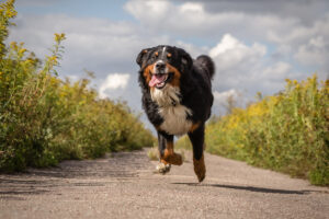 The Benefits of Off-Leash Exercise for Dogs