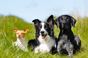 The Power of Pack Leadership: Unlocking Your Dogs Full Potential